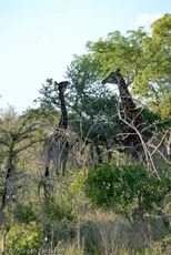 Giraffe (43 von 94).jpg